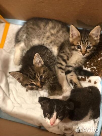 Отдам котенка