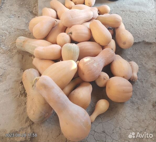 Тыква сладкая