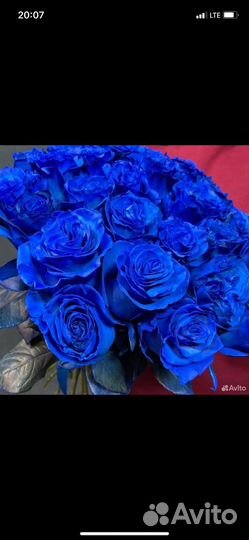 Синие розы натуральные