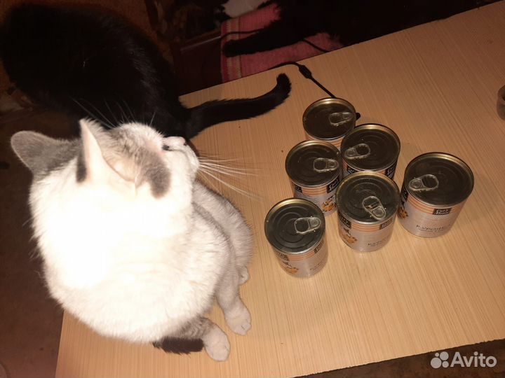 Приют для кошек. Кошки в дар