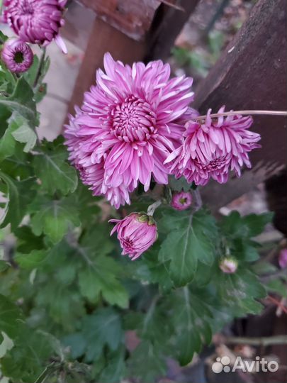 Хризантемы