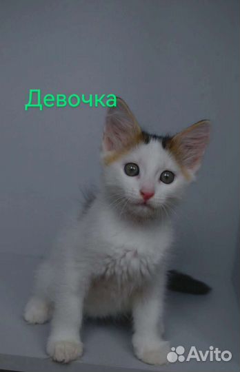 Котята в добрые руки