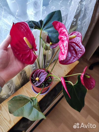 Антуриум деликата гигант