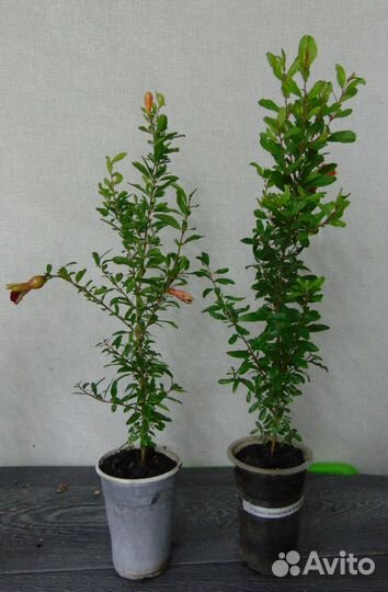 Комнатные гранаты маленькие и побольше, самовывоз