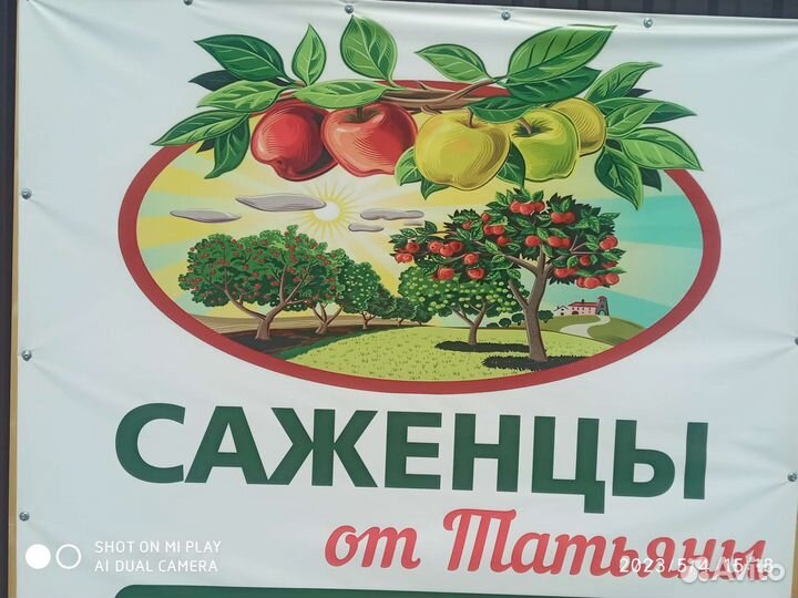 Саженцы плодово-ягодных И декоративных культур