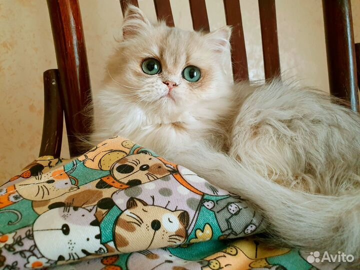 Голубая золотистая затушёванная кошка