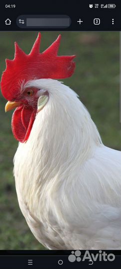 Молодые петухи