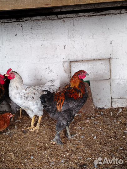 Петухи