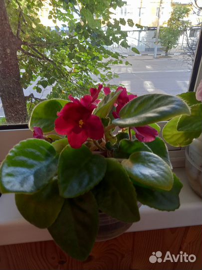 Фиалки махровые