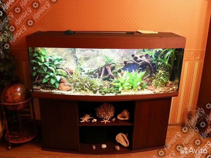 Профессиональное обслуживание аквариумов