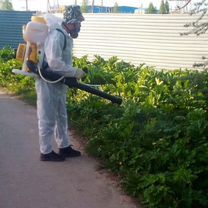 Уничтожение борщевика, Красноармейск