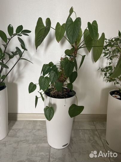 Продам спатифиллум