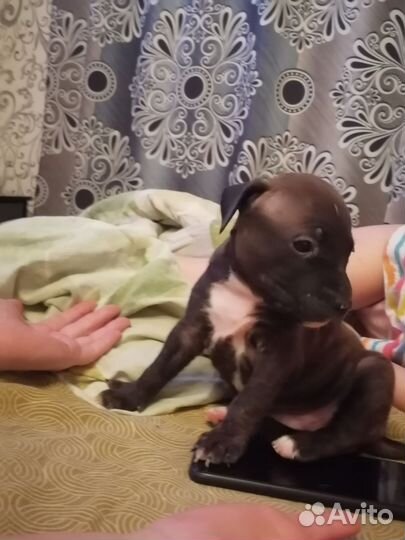 Стаффордширский терьер щенки