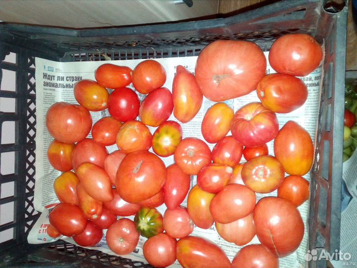 «Удовольствие нельзя перевести в рубли»: как я выращиваю овощи и даже сосны в квартире