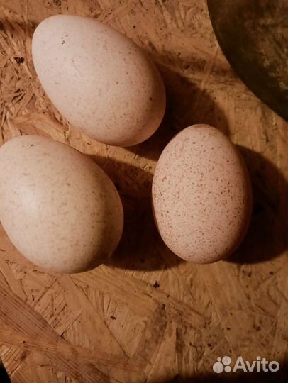 Яйца индюшиные