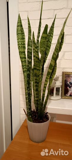 Сансевиерия