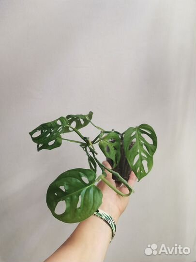 Монстера манки маск