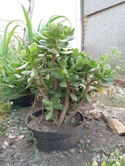 Толстянка (крассула)