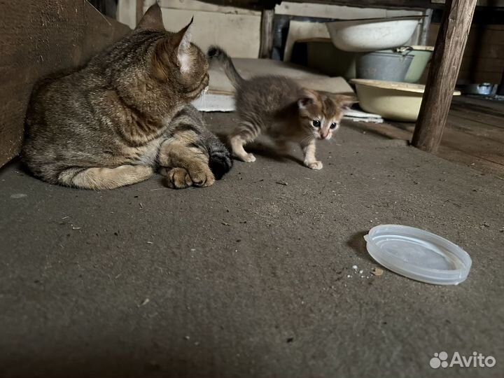 Котенок в добрые руки