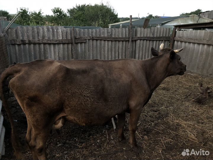 Корова стельная