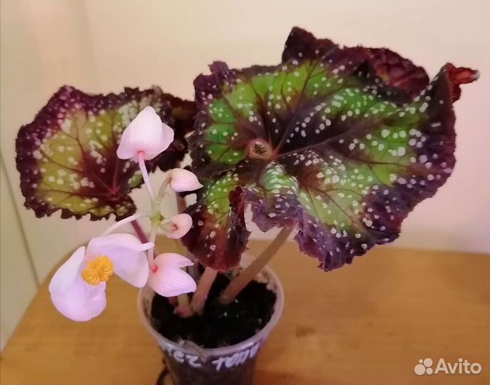 Сортовые бегонии