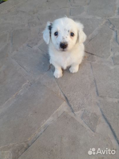 Щеночки - колобочки в добрые руки