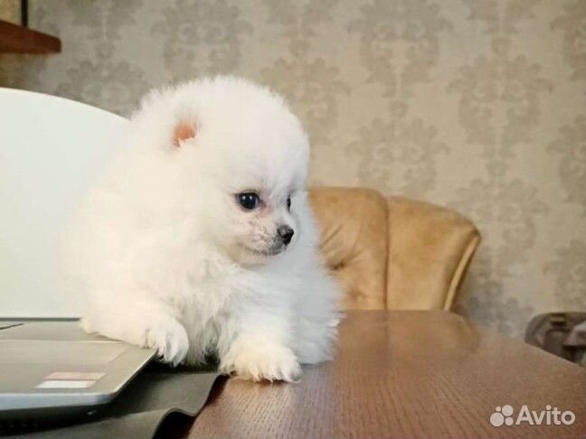 Девочка микро, померанский шпиц, шоу класса с РКФ