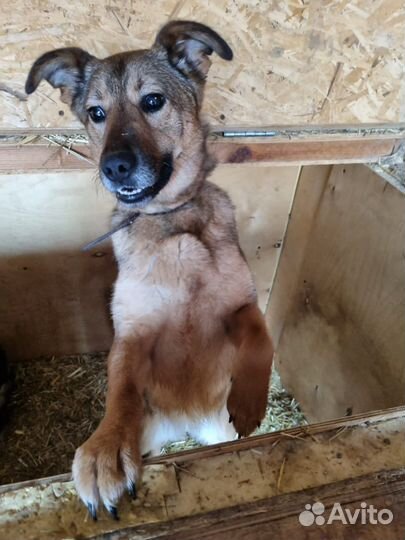 Небольшая собака в добрые руки