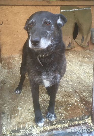 У Лолы депрессия в приюте. Спасите