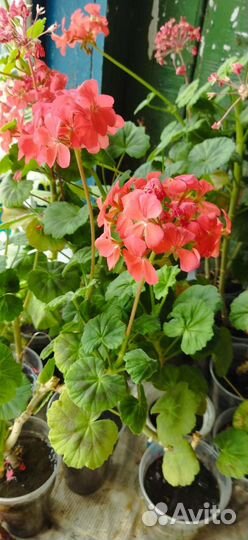 Герань пеларгония