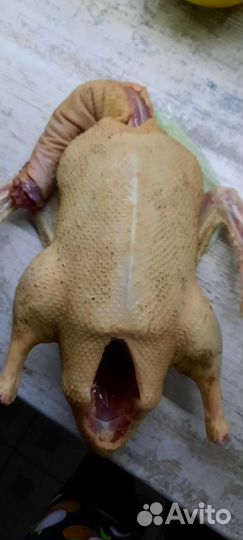 Мясо домашней уточки,гуся