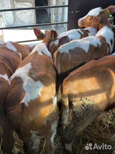 О Телята Бычки и Тёлки