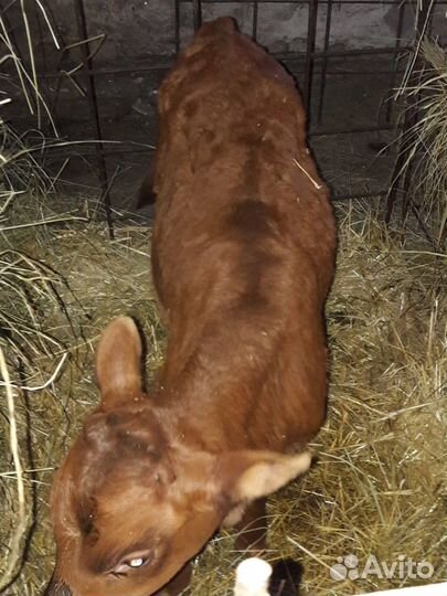 Телята Тёлочки,Бычки