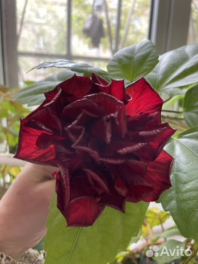 Гибискус китайская роза