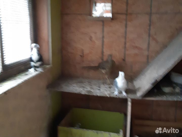 Голуби