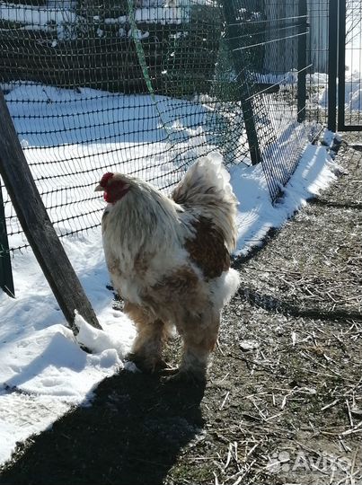 Куры Брама, Кокинхин