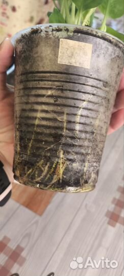 Диффенбахия камила