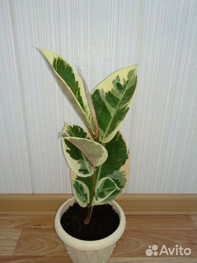 Фикус Тинеке