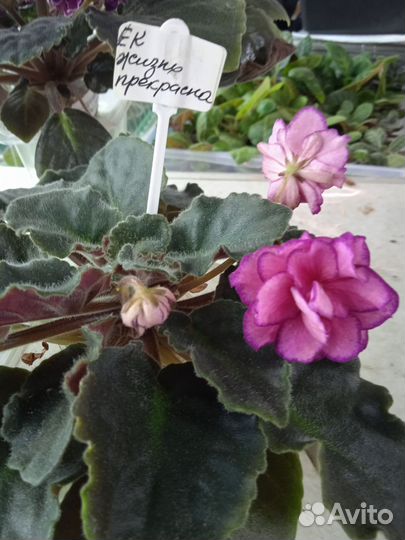 Сортовые фиалки листики