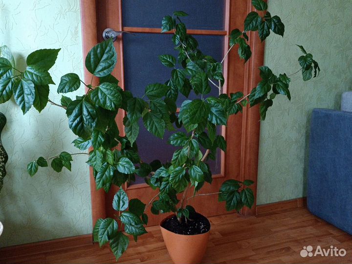 Гибискус китайская роза