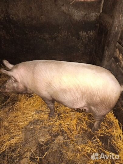 Хряк на племя