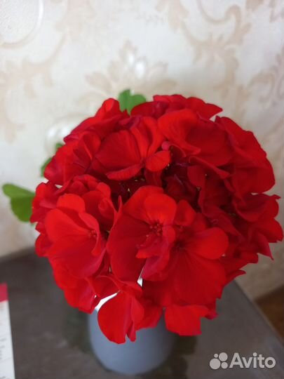 Пеларгония зональная