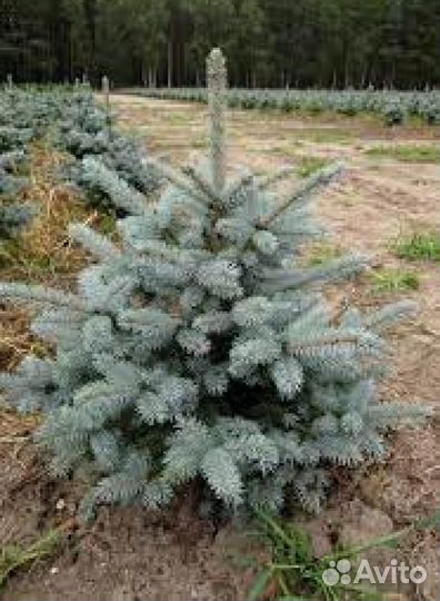 Ель супер блю