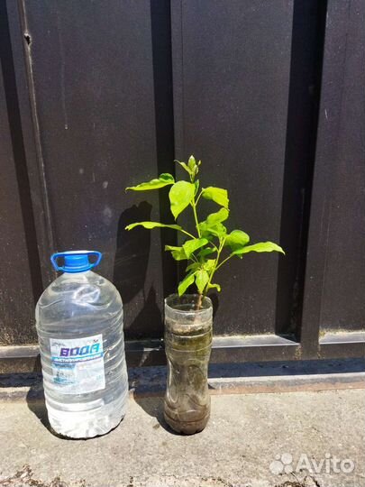 Катальпа (макаронное дерево)