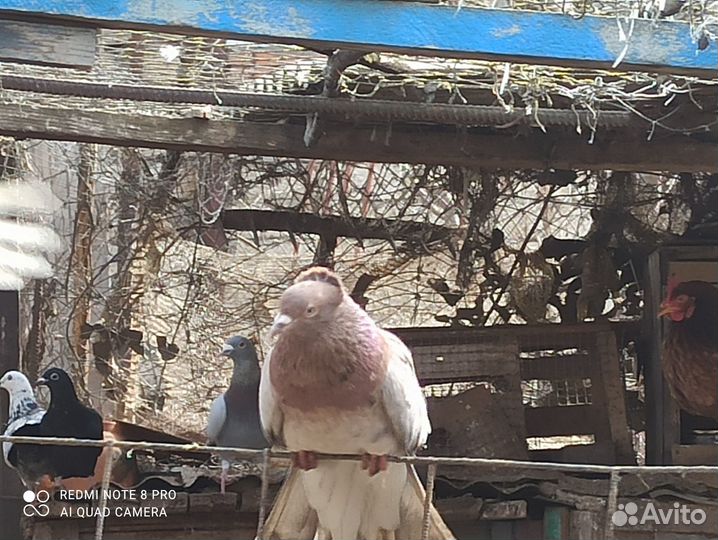 Продаются голуби