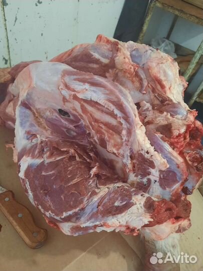 Голова говяжья в разрубе