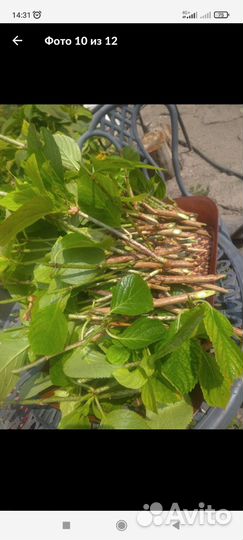 Черенки гортензии 