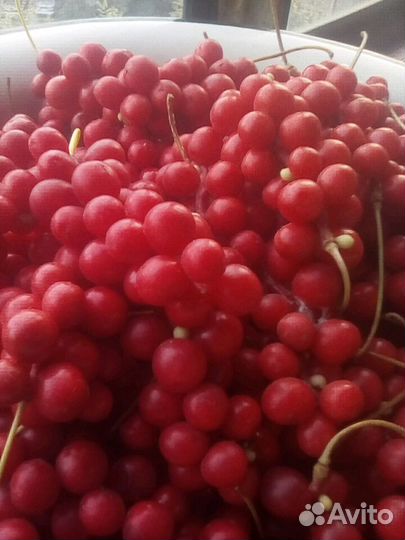 Китайский лимонник саженцы