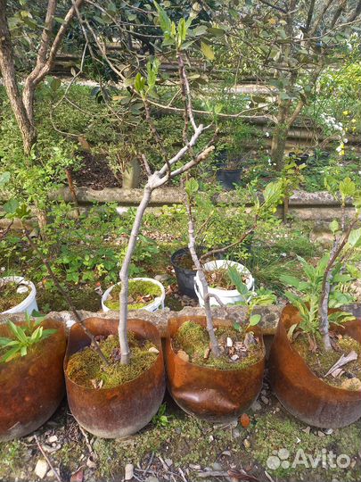 Саженцы инжира