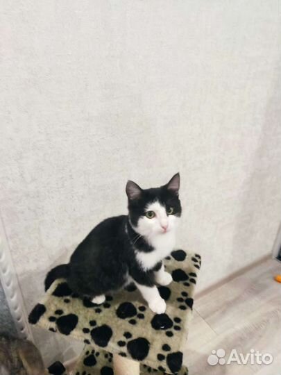 Кошка в дар бесплатно